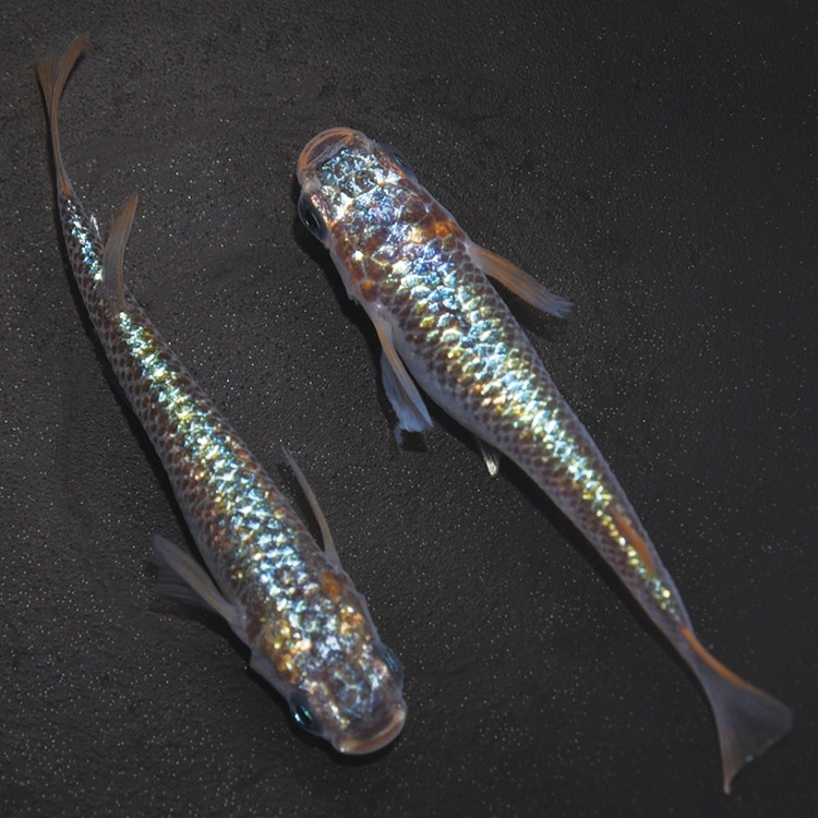 G-5611�����¥��ե�����NOVA���ڥ����å�