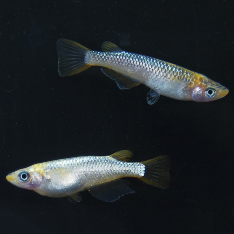 G-5612�����¥��ե�����NOVA���ڥ����å�