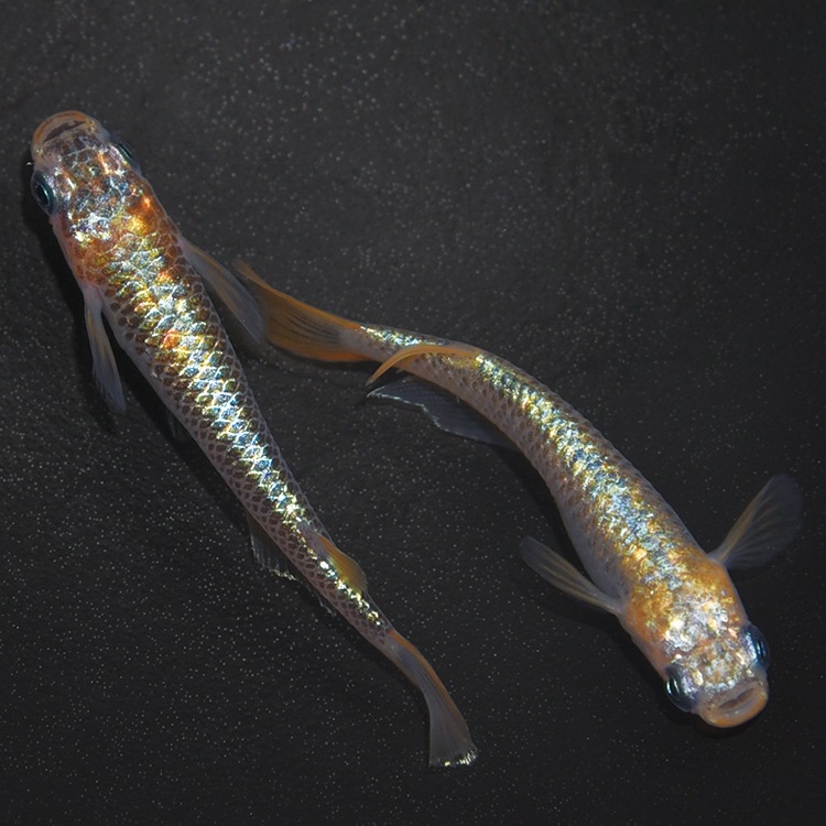 G-5612�����¥��ե�����NOVA���ڥ����å�