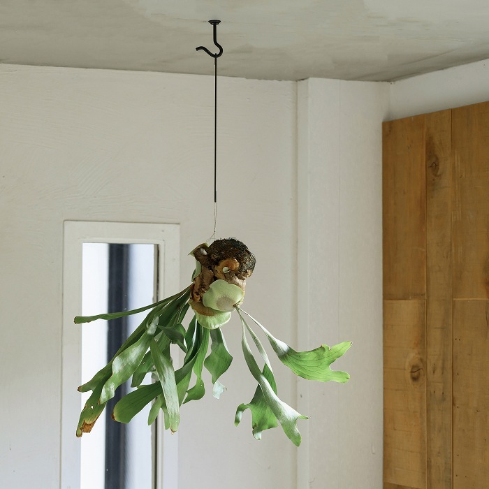 【Swan】フック ショート