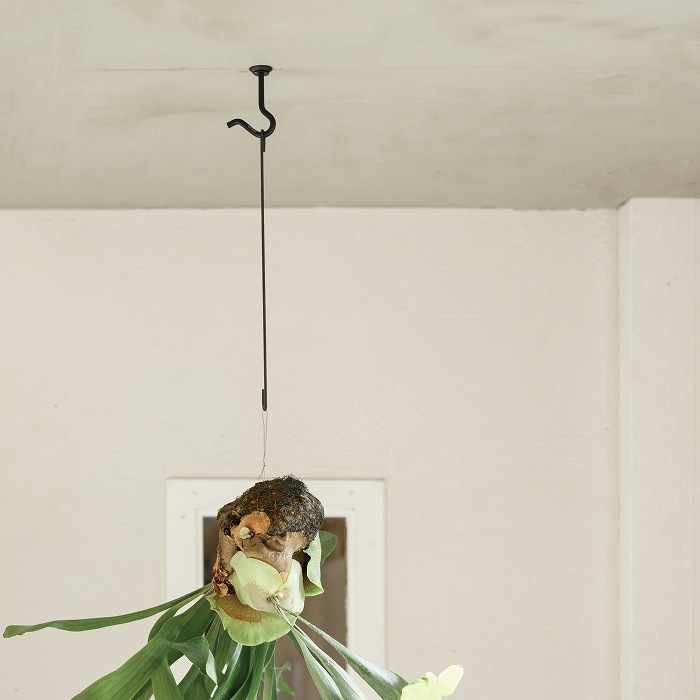 【Swan】フック ショート