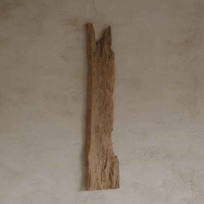 【杢 art】屋久杉