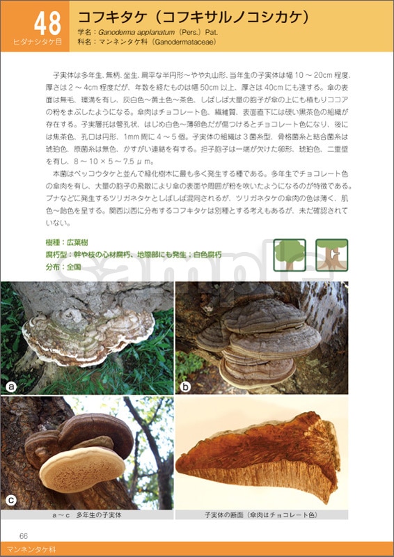 в³ϥɥ֥åںݤθʬȤοǡ