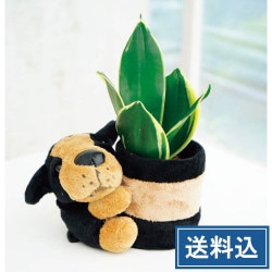 ���󥹥٥ꥢ����󤳥ݥåȡ��������