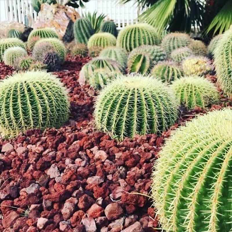 金鯱 サボテン フェイクグリーン 特大 金シャチ 観葉植物 多肉植物  