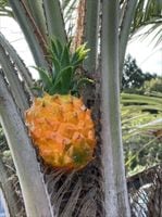 ѥʥåץ ƥʥȥåѡ  AT50