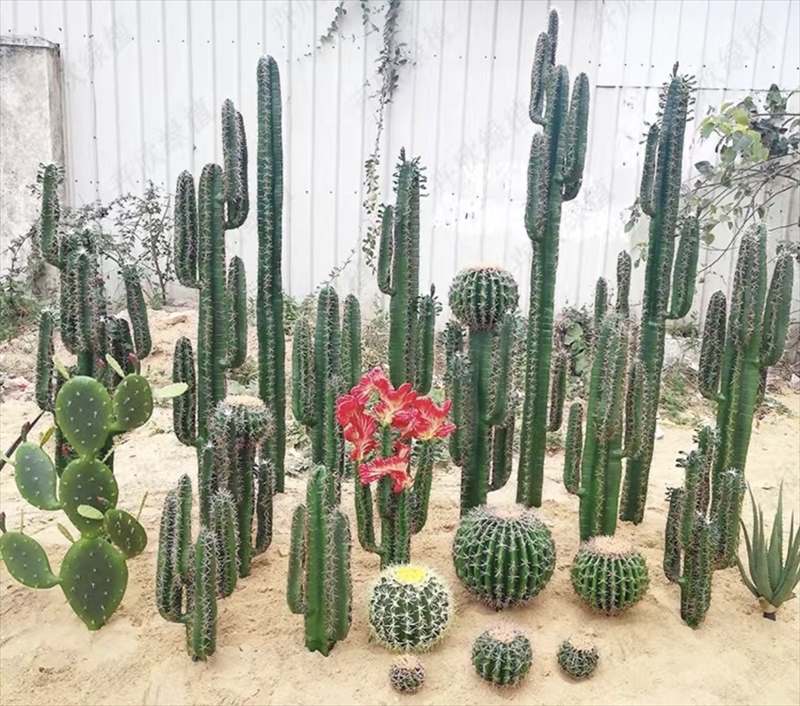 �쥵�ܥƥ� �ե��������꡼�� ���� �⥷��� ���տ�ʪ ¿����ʪ