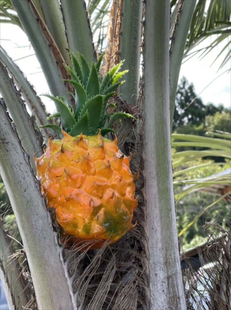 �ѥ��ʥåץ� ����ƥʥȥåѡ�  AT50