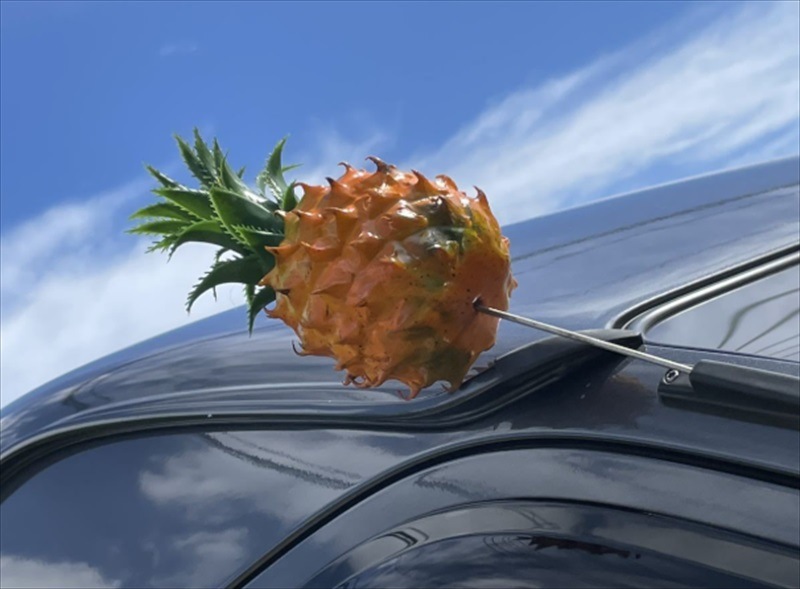 �ѥ��ʥåץ� ����ƥʥȥåѡ�  AT50