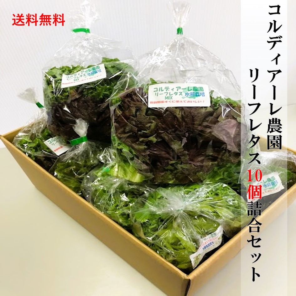 【コルディアーレ農園】リーフレタス10個詰合セット