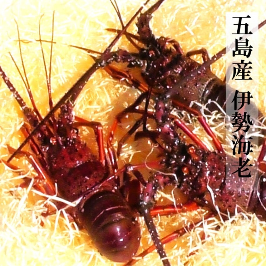 五島の天然伊勢海老