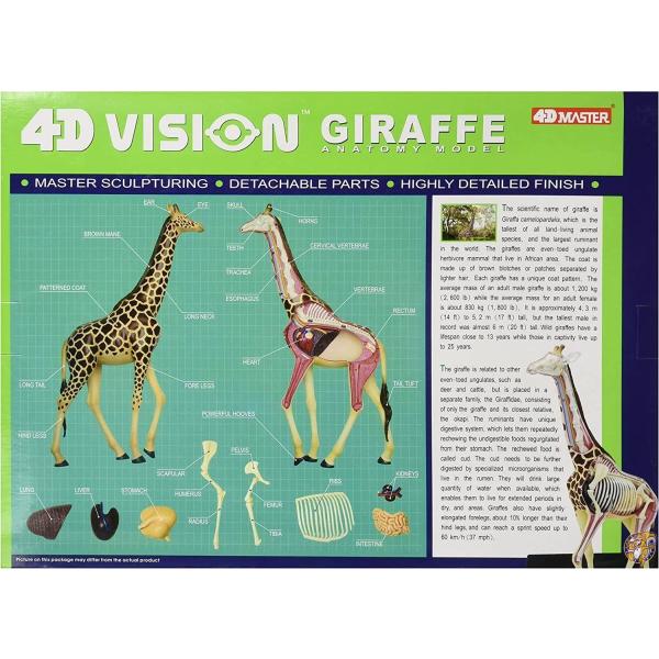 [フェイムマスター]Fame Master Famemaster 4D Vision Giraffe Anatomy Model 26106 ...