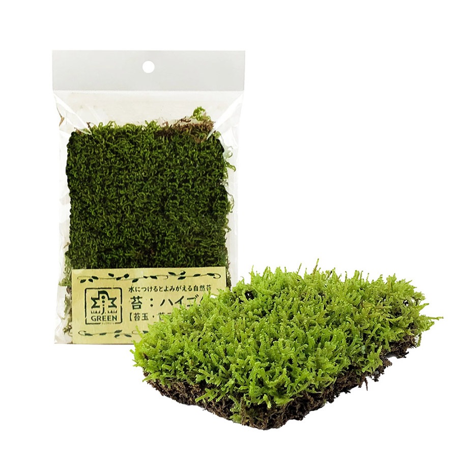 苔 ハイゴケ J Green 土 底砂 レイアウト素材 乾燥ゴケ 乾燥ゴケ アクアリウム専門店 Jun