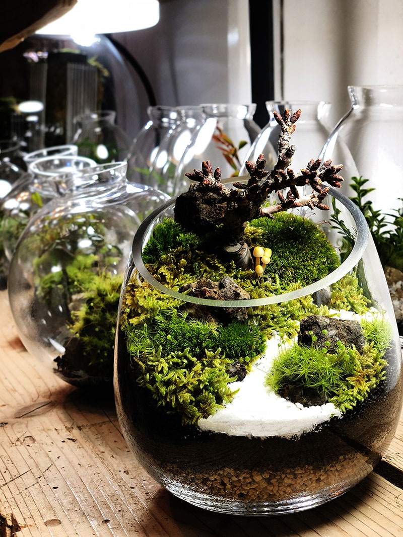 ���꺽���ѥ����������100����