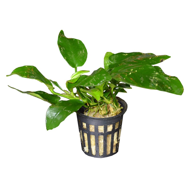 ��̺����ѥݥå�