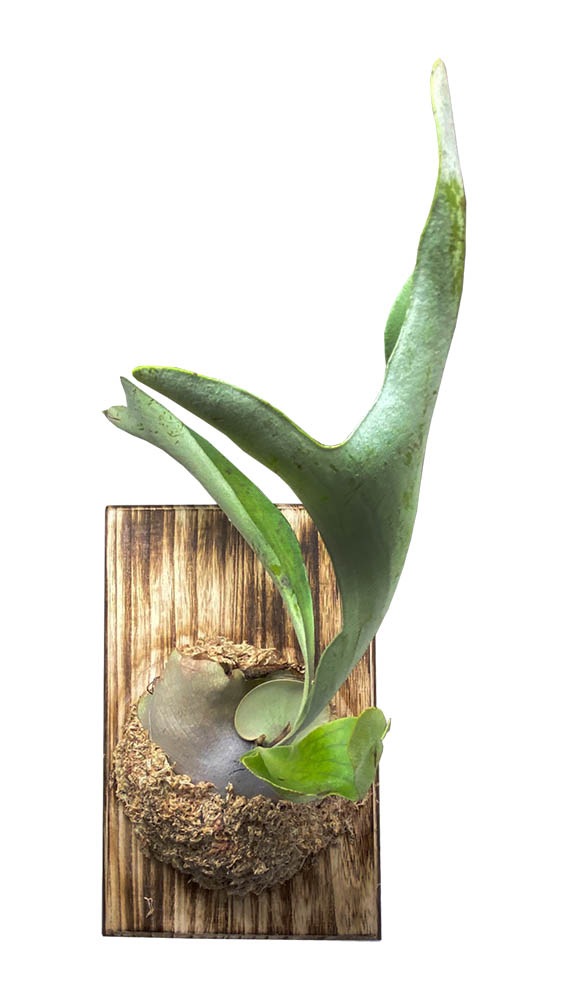 �����������ġʥ�����������