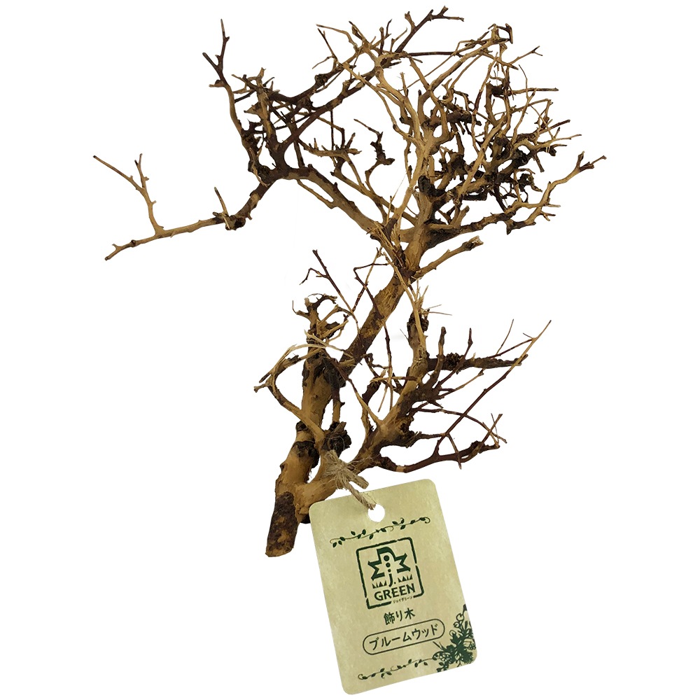 �����ڡ��֥롼�०�å�