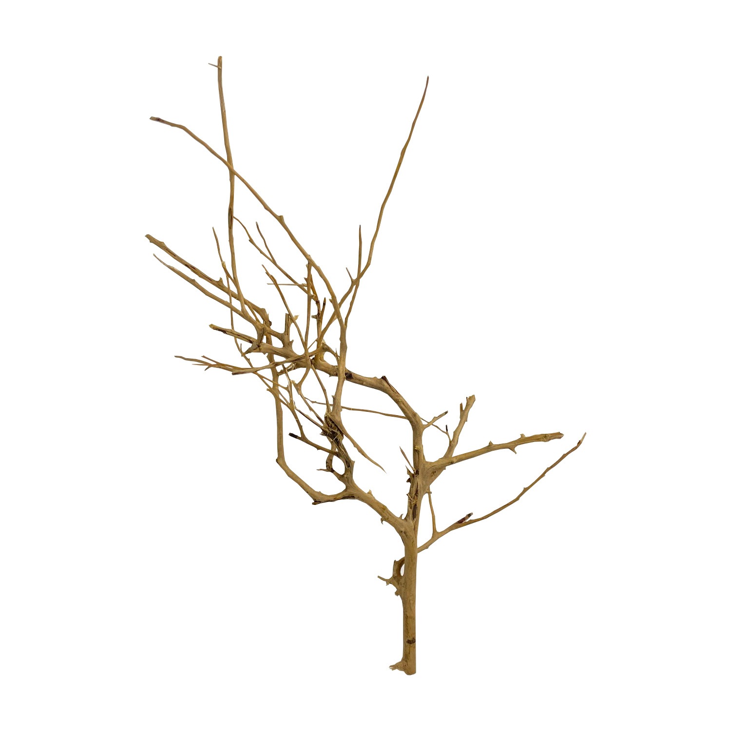 �����ڡ��֥롼�०�å�