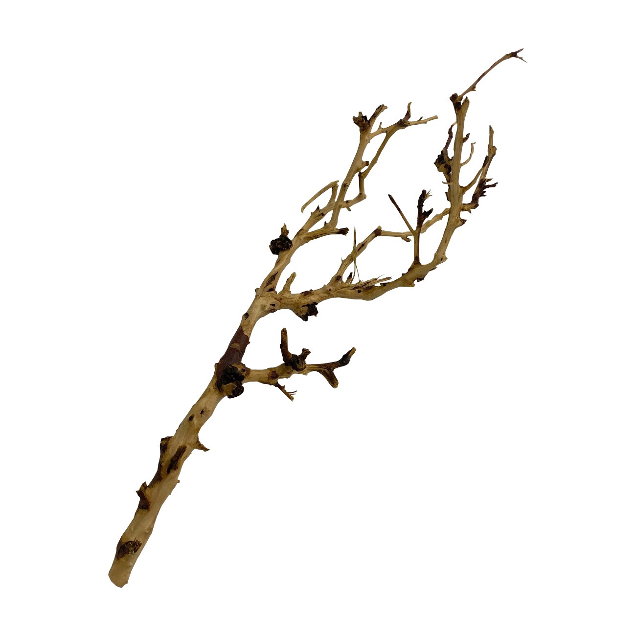 �����ڡ��֥롼�०�å�