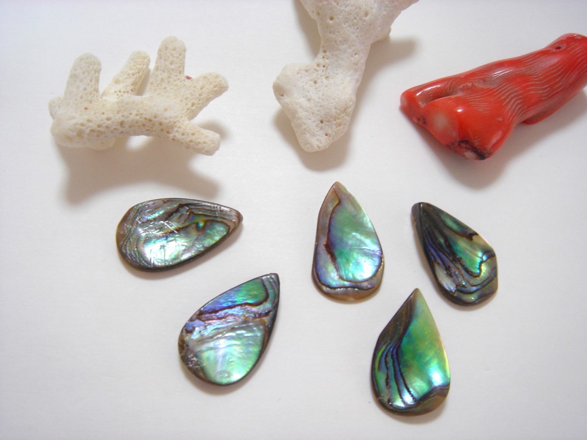 ���Х��󥷥��� ����� �������� ŷ���� abalone-1