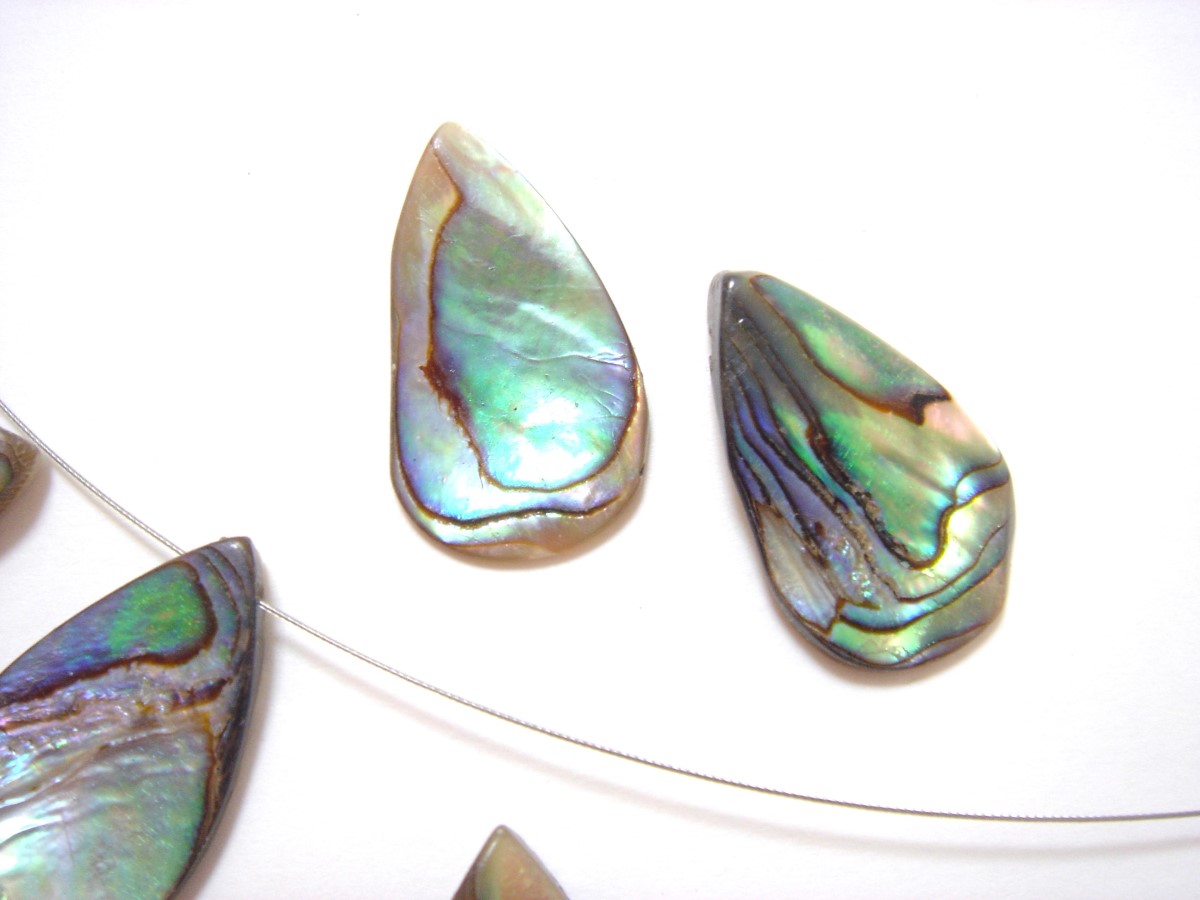 ���Х��󥷥��� ����� �������� ŷ���� abalone-1