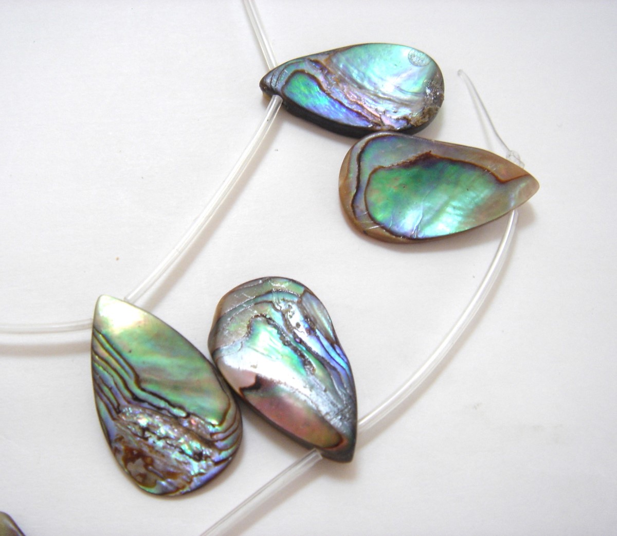 ���Х��󥷥��� ����� �������� ŷ���� abalone-1