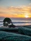 REAL BONSAI CAMOUFLAGE SURFBOARD WRAP BABY CANVAS