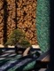 REAL BONSAI CAMOUFLAGE SURFBOARD WRAP BABY CANVAS