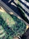 REAL BONSAI CAMOUFLAGE SURFBOARD WRAP BABY CANVAS