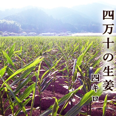 Τ礦 ժ 󣴥 θĮ Ҥժ ں ginger ̵ ܰλϤ餪Ϥ