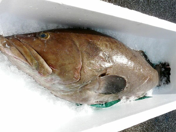 �ܥ��� ������ ŷ����� ��500g 3��4���� �� ���ѥ��åȺ�