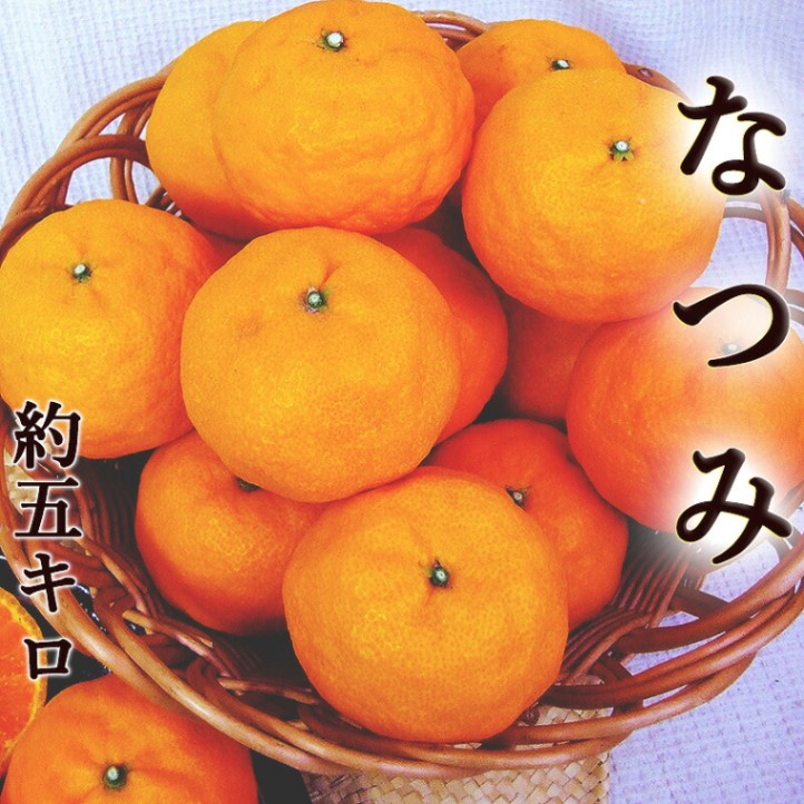 なつみ 南津海 約5キロ 高知産 山北産 ご家庭用 サイズおまかせ L ３ｌ 送料無料 ギフト プレゼント 母の日 お中元 フルーツ みかん こだわりの農産物 なつみ アグリファーム高知 本店 高知龍馬空港一階
