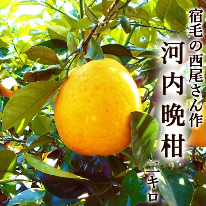 �����մ� 2kg ��������β����մ� ����̵�� ���θ����ӻ� 4��7��