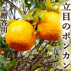 �ݥ󥫥� Ω�ܤΥݥ󥫥� ��5���� ���λ� ����̵��  ��£���ѹ����