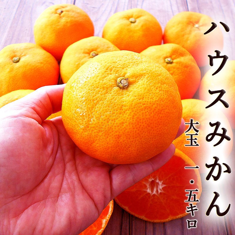 ���λ� �ϥ����ߤ��� ��� 1.5kg ����̵�� 3�̥����� �����󥵡�����