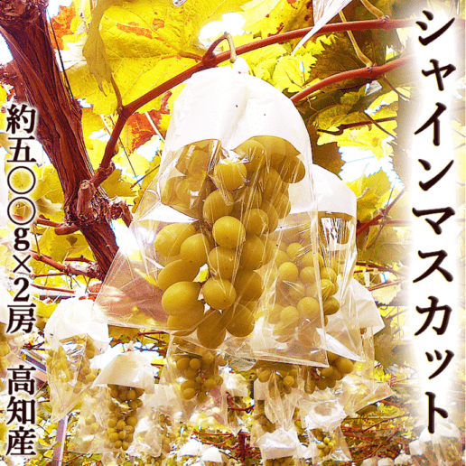 ���㥤��ޥ����å� ��1kg 500g��2˼ ����̵�� ����Ȣ�� ���λ� 40γ�ۤ�
