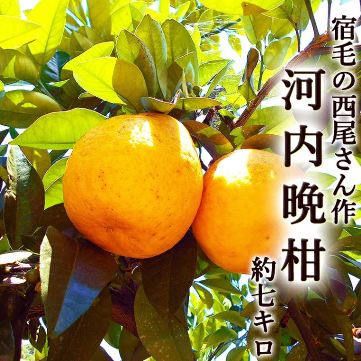 ふみ　河内晩柑7kg×２箱ぐるりん ふみ 河内晩柑7kg×2箱ぐるりん 河内晩柑｜新口農園