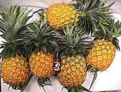 ���񻺤ǰ¿������θ�����̵�������ݥѥ��ʥåץ�ס�