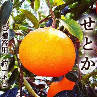 ���Ȥ� ��3���� ���λ� ��£���ѹ���� ����Ȣ��