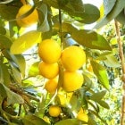 ��Ȥ���β��ⴻ 3kg ���̥����� ���λ� �������� ����̵��