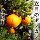 Ω�ܤΥݥ󥫥� 2.4���� ���λ� ����̵������������