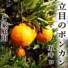 Ω�ܤΥݥ󥫥� ��5���� ���λ� ����̵��  ��������