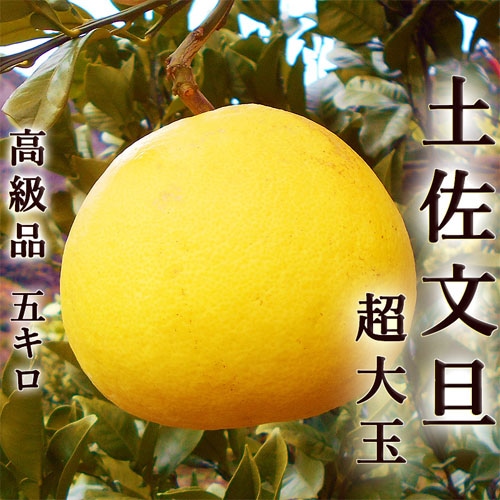 �ں�ʸö 5kg ��̸��� Ϫ�Ϥ֤󤿤� ���λ� �����󥵡����� ��£������ ����Ȣ�� ��̣��̥��������� ����̵��