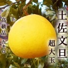 �ں�ʸö 5kg ��̸��� Ϫ�Ϥ֤󤿤� ���λ� �����󥵡����� ��£������ ����Ȣ�� ��̣��̥��������� ����̵��