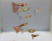 グッピーレッドグラス ペアー(雌雄2匹)セット 全長約約3.5センチ 金魚 kingyo 金魚生体 きんぎょ