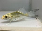 �ҥ�ʥ�������1�֡���Ĺ��9.5���������� kingyo ������� ���󤮤�