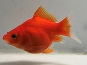 �̶ӡ�1�֡���Ĺ��7���������� kingyo ������� ���󤮤�