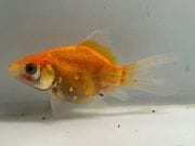 �̲���ӡ�1�֡���Ĺ��8.5���������� kingyo ������� ���󤮤�