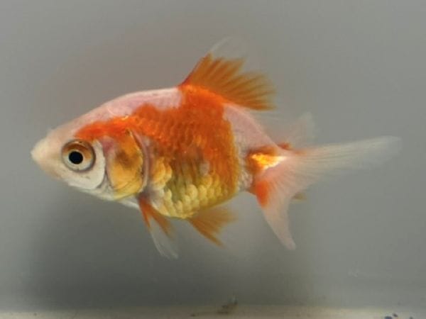 土佐錦 1番 全長約7センチ 金魚 kingyo 金魚生体 きんぎょ