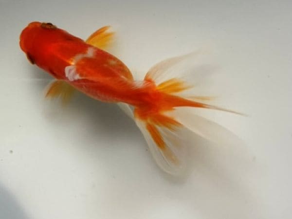 中国古玩 慶宣堂製豆彩金魚文盃 口径7.4㎝ 東Y7-0414② 桜アズマ 11番 全長約8.5センチ 金魚 kingyo 金魚生体 きんぎょ